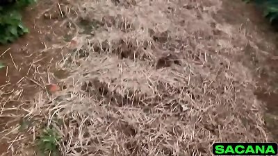 ravaging molten with the young girl inside the coffee plantation