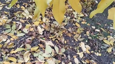 Our autumn romantic hookup in a hut - girl-on-girl Illusion ladies